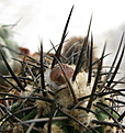 Нажмите на изображение для увеличения.

Название:	4_2012_04_07032.jpg
Просмотров:	160
Размер:	100.2 Кб
ID:	322753