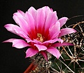 Нажмите на изображение для увеличения.

Название:	Echinocereus_ferreirianus_ssp_lindsayi_IMG_1002.jpg
Просмотров:	129
Размер:	118.4 Кб
ID:	322760