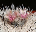 Нажмите на изображение для увеличения.

Название:	Epithelantha_micromeris_ssp_unguispina_IMG_1014.jpg
Просмотров:	135
Размер:	133.0 Кб
ID:	322761
