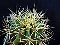Нажмите на изображение для увеличения.

Название:	Ferocactus glaucescens_8y_7.11.JPG
Просмотров:	156
Размер:	110.4 Кб
ID:	322766