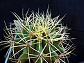 Нажмите на изображение для увеличения.

Название:	Ferocactus glaucescens_8y_7.11.JPG
Просмотров:	143
Размер:	110.4 Кб
ID:	322766