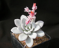 Нажмите на изображение для увеличения.

Название:	Echeveria_laui.jpg
Просмотров:	318
Размер:	97.0 Кб
ID:	322901