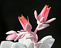 Нажмите на изображение для увеличения.

Название:	Echeveria_laui_anthus.jpg
Просмотров:	315
Размер:	80.8 Кб
ID:	322902