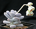 Нажмите на изображение для увеличения.

Название:	Pachyphytum_oviferum.jpg
Просмотров:	326
Размер:	100.1 Кб
ID:	322903