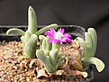 Нажмите на изображение для увеличения.

Название:	Gibbaeum_angulipes.jpg
Просмотров:	155
Размер:	107.2 Кб
ID:	322905