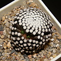 Нажмите на изображение для увеличения.

Название:	Mammillaria_luethyi_397_3.JPG
Просмотров:	133
Размер:	180.5 Кб
ID:	322909