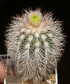 Нажмите на изображение для увеличения.

Название:	Echinocereus_primolanatus_249_4.JPG
Просмотров:	151
Размер:	227.2 Кб
ID:	322910
