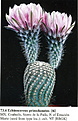 Нажмите на изображение для увеличения.

Название:	Echinocereus_primolanatus.jpg
Просмотров:	151
Размер:	257.9 Кб
ID:	322912