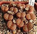 Нажмите на изображение для увеличения.

Название:	Lithops_bromfieldii_v_mennellii_IMG_1335.jpg
Просмотров:	350
Размер:	182.2 Кб
ID:	322913