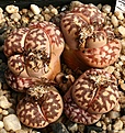 Нажмите на изображение для увеличения.

Название:	Lithops_dorotheae_C300_IMG_1348.jpg
Просмотров:	359
Размер:	176.9 Кб
ID:	322915