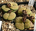 Нажмите на изображение для увеличения.

Название:	Lithops_fulviceps_cv_Aurea_C363_IMG_1346.jpg
Просмотров:	346
Размер:	159.5 Кб
ID:	322916