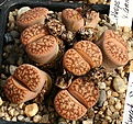 Нажмите на изображение для увеличения.

Название:	Lithops_gesinae_v_annae_C78_IMG_1336.jpg
Просмотров:	393
Размер:	174.9 Кб
ID:	322917