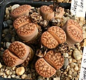 Нажмите на изображение для увеличения.

Название:	Lithops_gesinae_v_annae_C78_IMG_1336.jpg
Просмотров:	349
Размер:	174.9 Кб
ID:	322917