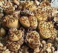 Нажмите на изображение для увеличения.

Название:	Lithops_karasmontana_ssp_bella_IMG_1352.jpg
Просмотров:	392
Размер:	155.5 Кб
ID:	322918