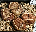 Нажмите на изображение для увеличения.

Название:	Lithops_pseudotruncatella_mundtii_C100_IMG_1351.jpg
Просмотров:	384
Размер:	181.8 Кб
ID:	322919