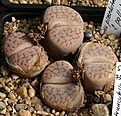 Нажмите на изображение для увеличения.

Название:	Lithops_pseudotruncatella_pallida_IMG_1342.jpg
Просмотров:	338
Размер:	157.3 Кб
ID:	322920