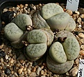 Нажмите на изображение для увеличения.

Название:	Lithops_pseudotruncatella_ssp_archerae_IMG_1338.jpg
Просмотров:	391
Размер:	142.3 Кб
ID:	322921