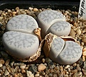 Нажмите на изображение для увеличения.

Название:	Lithops_pseudotruncatella_ssp_volkii_C69_IMG_1343.jpg
Просмотров:	349
Размер:	139.4 Кб
ID:	322922