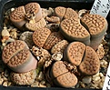 Нажмите на изображение для увеличения.

Название:	Lithops_schwantesii_kristinae_IMG_1344.jpg
Просмотров:	369
Размер:	148.3 Кб
ID:	322923