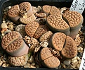 Нажмите на изображение для увеличения.

Название:	Lithops_schwantesii_kristinae_IMG_1344.jpg
Просмотров:	328
Размер:	148.3 Кб
ID:	322923