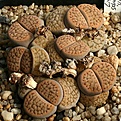 Нажмите на изображение для увеличения.

Название:	Lithops_schwantesii_Unic_IMG_1340.jpg
Просмотров:	388
Размер:	180.3 Кб
ID:	322924