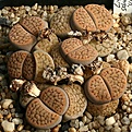 Нажмите на изображение для увеличения.

Название:	Lithops_schwantesii_Unic_IMG_1340.jpg
Просмотров:	348
Размер:	180.3 Кб
ID:	322924