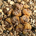 Нажмите на изображение для увеличения.

Название:	Lithops_werneri_C188_IMG_1345.jpg
Просмотров:	374
Размер:	199.2 Кб
ID:	322925