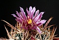 Нажмите на изображение для увеличения.

Название:	Ferocactus_fordii_IMG_1726.jpg
Просмотров:	123
Размер:	132.9 Кб
ID:	322997