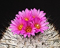 Нажмите на изображение для увеличения.

Название:	TurbinicarpusGymnocactus_viereckii_IMG_1712.jpg
Просмотров:	130
Размер:	161.9 Кб
ID:	322998