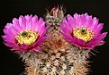 Нажмите на изображение для увеличения.

Название:	Echinocereus_reichenbachii_IMG_1771.jpg
Просмотров:	118
Размер:	188.3 Кб
ID:	323003