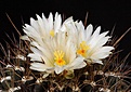 Нажмите на изображение для увеличения.

Название:	Thelocactus_tulensis_IMG_1815.jpg
Просмотров:	132
Размер:	123.6 Кб
ID:	323004