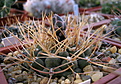 Нажмите на изображение для увеличения.

Название:	Gymnocalycium_moserianum.jpg
Просмотров:	243
Размер:	228.2 Кб
ID:	323008