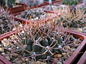 Нажмите на изображение для увеличения.

Название:	Gymnocalycium_moserianum1.jpg
Просмотров:	230
Размер:	218.1 Кб
ID:	323009