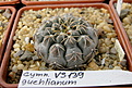 Нажмите на изображение для увеличения.

Название:	Gymnocalycium_quehlianum.jpg
Просмотров:	231
Размер:	178.0 Кб
ID:	323010