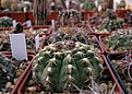 Нажмите на изображение для увеличения.

Название:	Gymnocalycium_quehlianum_v.albispinum.jpg
Просмотров:	226
Размер:	217.1 Кб
ID:	323011