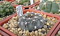 Нажмите на изображение для увеличения.

Название:	Gymnocalycium_fischeri_GN0979_3273.jpg
Просмотров:	293
Размер:	238.3 Кб
ID:	323012
