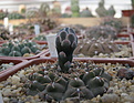 Нажмите на изображение для увеличения.

Название:	Gymnocalycium_stellatum.jpg
Просмотров:	283
Размер:	160.5 Кб
ID:	323013