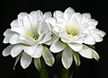 Нажмите на изображение для увеличения.

Название:	Echinopsis_ancistrophora_v_polyancistra_IMG_1873.jpg
Просмотров:	138
Размер:	114.0 Кб
ID:	323063