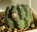 Нажмите на изображение для увеличения.

Название:	Echinocereus_pulchellus_311_3.JPG
Просмотров:	141
Размер:	198.5 Кб
ID:	323069
