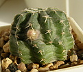 Нажмите на изображение для увеличения.

Название:	Echinocereus_pulchellus_311_3.JPG
Просмотров:	128
Размер:	198.5 Кб
ID:	323069