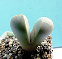 Нажмите на изображение для увеличения.

Название:	Lapidaria margarethae_8.09_1.JPG
Просмотров:	217
Размер:	74.5 Кб
ID:	323088