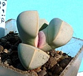 Нажмите на изображение для увеличения.

Название:	Lapidaria margaretae_7.10_2.JPG
Просмотров:	219
Размер:	91.1 Кб
ID:	323089
