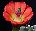 Нажмите на изображение для увеличения.

Название:	Echinocereus_triglochidiatus_monacanthus_HK1040_IMG_2078.jpg
Просмотров:	134
Размер:	123.9 Кб
ID:	323108