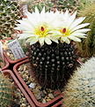 Нажмите на изображение для увеличения.

Название:	9_2012_04_22020-1.jpg
Просмотров:	114
Размер:	137.2 Кб
ID:	323123