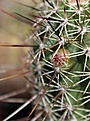 Нажмите на изображение для увеличения.

Название:	Echinocereus.jpg
Просмотров:	139
Размер:	121.8 Кб
ID:	323156