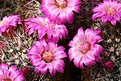 Нажмите на изображение для увеличения.

Название:	Mammillaria_zeilmanniana_IMG_2151.jpg
Просмотров:	146
Размер:	192.4 Кб
ID:	323177