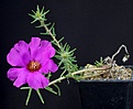 Нажмите на изображение для увеличения.

Название:	Portulaca_sp_VG-825_IMG_2171.jpg
Просмотров:	212
Размер:	81.7 Кб
ID:	323178