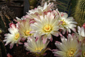 Нажмите на изображение для увеличения.

Название:	N.chilensis_v.albiflora.jpg
Просмотров:	139
Размер:	163.7 Кб
ID:	323183
