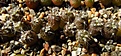 Нажмите на изображение для увеличения.

Название:	Gymnocalycium_poeschlii_LB326.jpg
Просмотров:	268
Размер:	64.7 Кб
ID:	323184