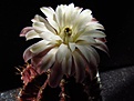 Нажмите на изображение для увеличения.

Название:	Gymnocalycium_anisitsii1.jpg
Просмотров:	264
Размер:	33.8 Кб
ID:	323193